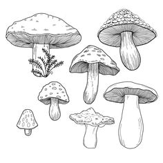 an ink drawing of different types of mushrooms