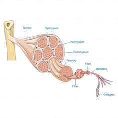 the structure of an animal's stomach and its external organs, including the endymil