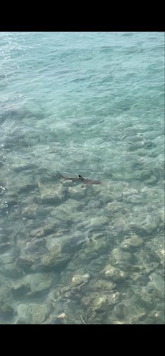 the water is crystal clear and there are fish swimming in it's own area