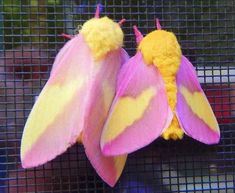 two yellow and pink moths sitting on top of each other