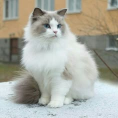 a white and gray cat sitting on top of snow covered ground next to a building