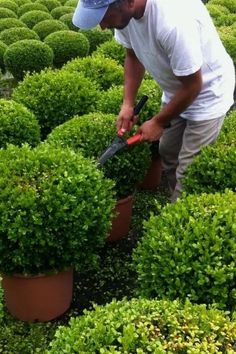 Sprinter Boxwood, Garden Woodworking Projects, Landscaping Shrubs, Low Growing Shrubs, Front Yard Plants, Evergreen Bush