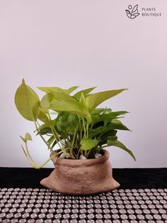 a potted plant sitting on top of a black and white checkered table cloth