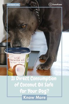 a dog standing next to a can of coconut oil with the caption is direct consumption of coconut oil safe for your dog?