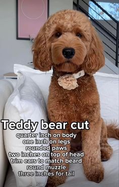 a brown dog sitting on top of a bed next to a white pillow and pillows