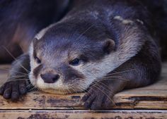 an animal that is laying down on some wood