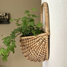 a plant in a basket hanging on the wall