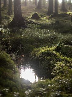 the sun shines through the trees in the forest with moss growing on the ground