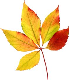 an orange and yellow leaf is shown on a white background in this close up photo