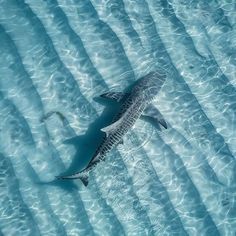 a shark swimming in the ocean with ripples on it's surface and water around it