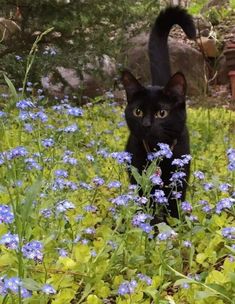 a black cat standing in the middle of blue flowers