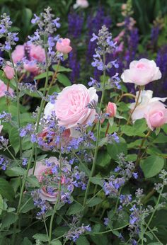 pink roses and lavender flowers are in the foreground with green leaves on either side