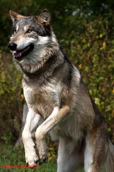 a wolf jumping up in the air to catch a frisbee