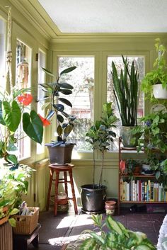 many houseplants are in the corner of this room with yellow walls and windows