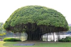 a large tree in the middle of a park