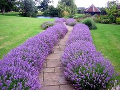 the path is lined with lavender flowers