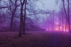 the sun shines brightly through the foggy trees