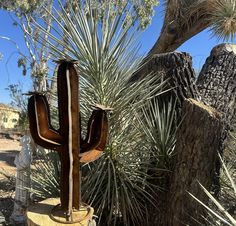 a large cactus plant sitting in the middle of a desert area next to a tree