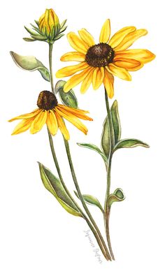 two yellow sunflowers with green leaves are shown in this watercolor painting on paper