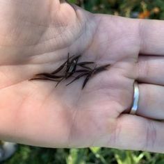 a person holding out their hand with some small plants in it's palm area