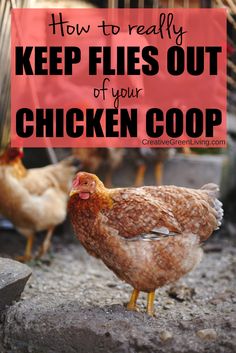 chickens standing on the ground with text overlay that reads how to really keep flies out of your chicken coop