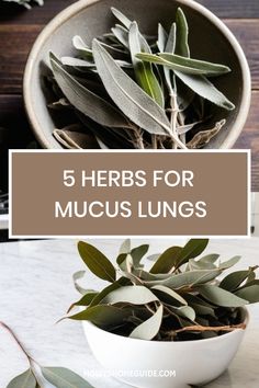 Discover the power of mucus-cleansing herbs to support your lung health naturally. Remove mucus from your lungs with these effective herbs that clear congestion and promote respiratory wellness. Say goodbye to phlegm and mucus by incorporating these best herbs for lungs into your daily routine. Support a lung cleanse and detoxify your respiratory system with the help of these natural remedies. Let nature do its magic as you use herbs to dissolve mucus and provide essential lung support for optim Removing Mucus Naturally, Lungs Cleanse Remedies, Natural Phlegm Remedies, Clear Lungs Of Mucus, Lung Herbs, Herbs For Mucus, Respiratory Remedies, Mucus Relief Remedies, Herbs For Lungs