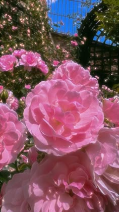 pink flowers are blooming in the garden