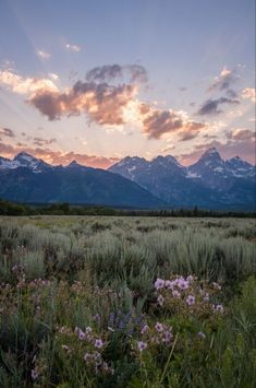 the sun is setting over mountains and flowers in an open field with wildflowers