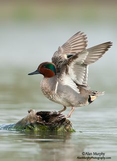 a duck flaps its wings while standing on top of a rock in the middle of water