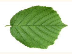 a green leaf on a white background