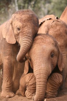 two baby elephants standing next to each other