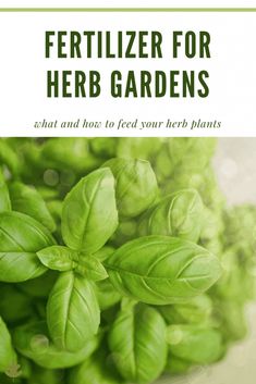 green herbs with the title fertilizer for herb gardens what and how to feed your herb plants