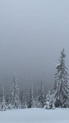 the trees are covered in snow as it stands out against the foggy gray sky