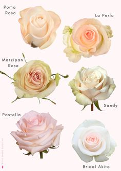 different types of roses are shown in this image