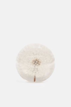 a dandelion in front of a white background