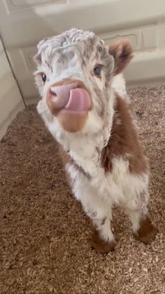 a brown and white cow standing on top of a carpet