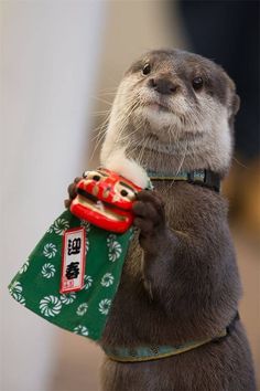 an otter holding a toy car in its paws