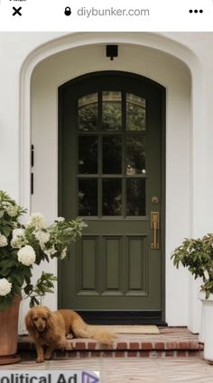 a brown dog sitting in front of a green door with potted plants on the steps