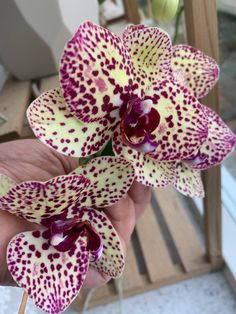 two purple and white flowers in a person's hand