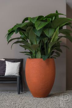 a large potted plant sitting on top of a carpeted floor next to a couch