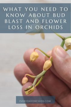 What To Do When Orchid Flowers Fall Off, Propagating Orchids From Stems, Care For Orchids After Blooming, Caring For An Orchid Plant, Orchid Diseases, Why Are My Orchid Leaves Limp, Garden Orchids, Orchid Ideas, Orchid Propagation