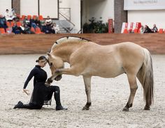 a woman kneeling down next to a horse