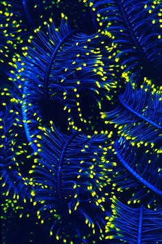 many yellow and blue lights are shining in the night sky above a large fern leaf