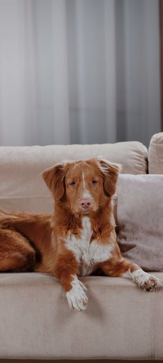 a brown and white dog laying on top of a couch