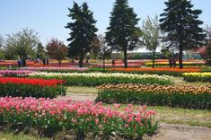 a field full of colorful flowers with trees in the background