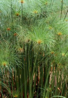 the tall grass is green and has yellow flowers