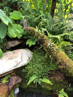 an outdoor area with plants and rocks in the foreground, surrounded by greenery