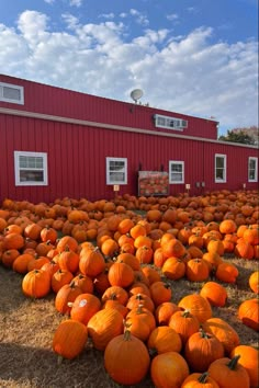 a field full of pumpkins sitting in front of a red building