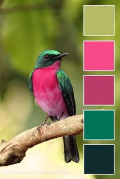 a colorful bird sitting on top of a tree branch next to a green and pink color scheme