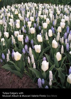 white tulips and blue hyacinths in the garden